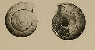 <i>Zonites boisteli</i> Species of mollusc