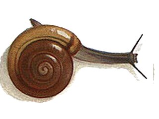 <i>Zonitoides excavatus</i> Species of gastropod