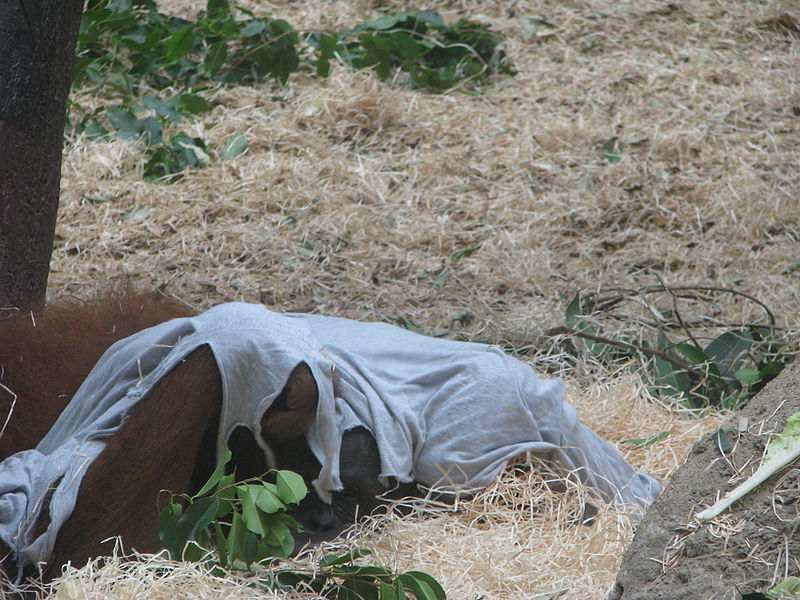 File:Zoo praha mg 015.jpg