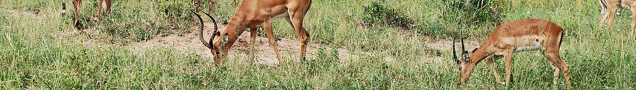 "Impala" comes from the Zulu language meaning "gazelle"