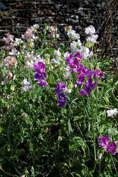 File:'Lathyrus odoratus' pale pink and white, and purple Sweet peas in Walled Garden of Parham House, West Sussex, England.jpg