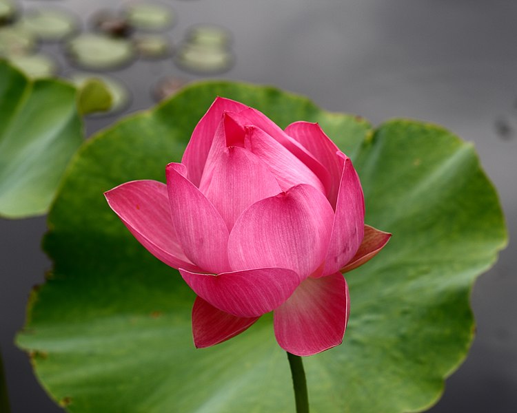 File:'Maggie Belle Slocum' Sacred Lotus at Brooklyn Botanic Garden, 24 July 2009.jpg