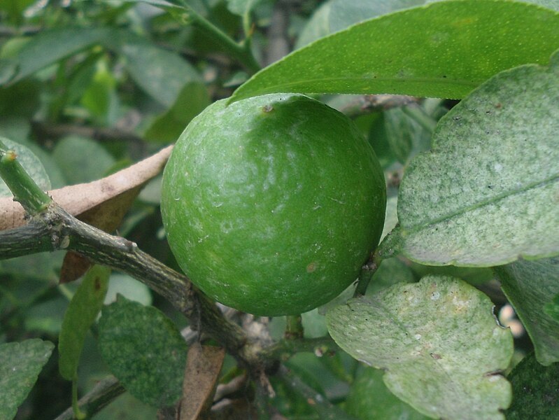 File:(Citrus latifolia) lemon fruit at Madhurawada 1.jpg