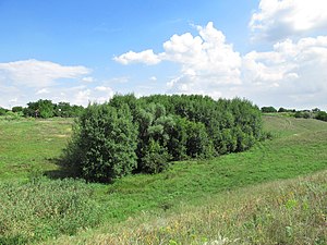 Осиковий гайок у балці Бубликовій