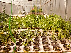 aquaponics - wikipedia