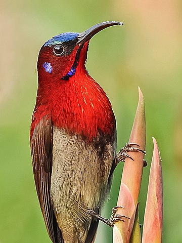 Sunbird