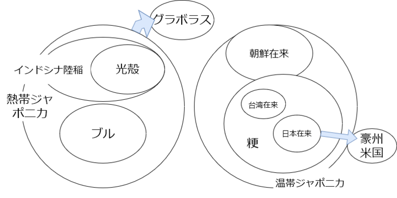 File:ジャポニカの品種相互の類縁関係.drawio.png