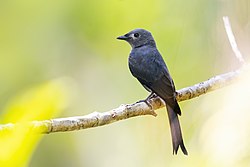 0A2A8011 Ashy Drongo.jpg