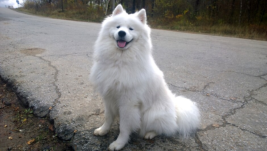 11.10.2015 Samoyed.jpg