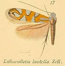 17-Phyllonorycter lautella (Zeller, 1846) (Lithocolletis).JPG