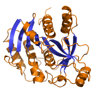 Purine nucleoside phosphorylase protein-coding gene in the species Homo sapiens