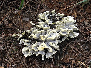 <i>Thelephora ganbajun</i> Species of fungus