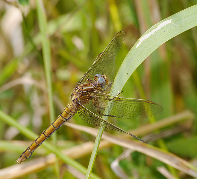 File:2014.07.18.-35-Schwarzbach Woellnau--Kleiner Blaupfeil-Weibchen.jpg