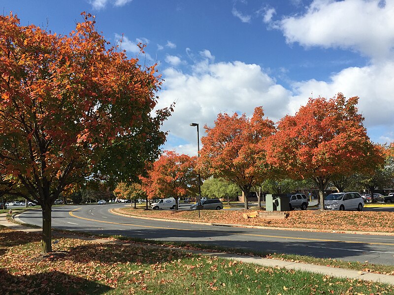 File:2015-10-14 10 43 04 Sugar Maples changing color in autumn along Metrotech Drive in Chantilly, Virginia.jpg