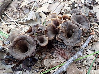 <i>Craterellus caeruleofuscus</i> Species of fungus