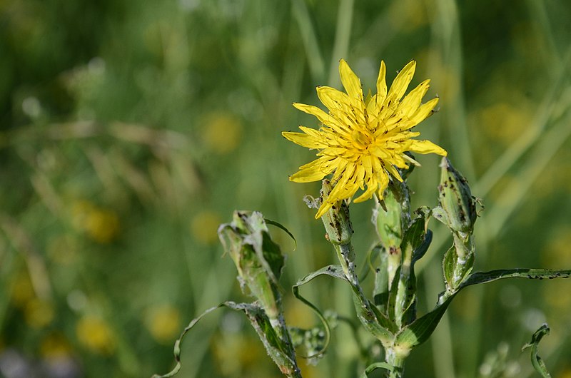 File:2019-06-16. Донецк 011.jpg