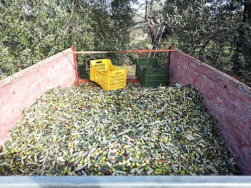 2023 olives harvest in Basilicata