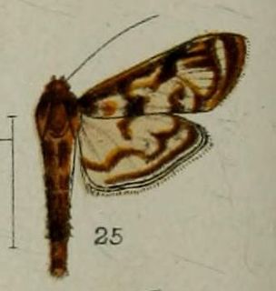 <i>Rhimphalea</i>