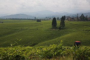 Teeplantage in Kitchanga in Nord-Kivu im März 2015