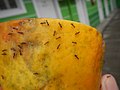 2999Ants of the Philippines eating carica papaya fruit 27.jpg