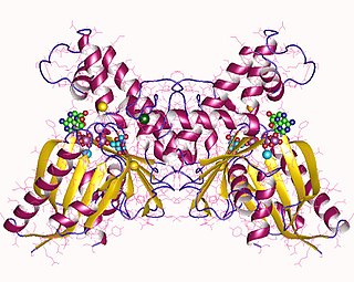 N-acylmannosamine kinase class of enzymes