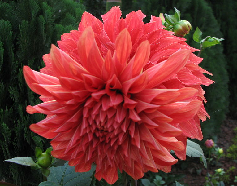 File:43Dahlia.JPG