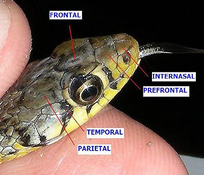 Nomenclature of scales (top view of head) AB045 Scales on a snakes head.jpg