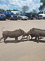 A family of warthogs at the Zambian border.jpg