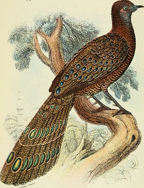 File:A hand-book to the game-birds (1895) (14568898429).jpg