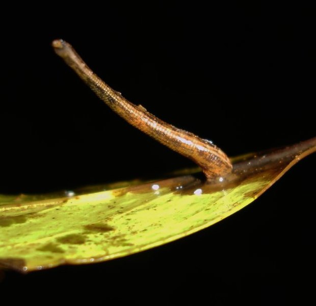 File:A leech on the leaf..jpg