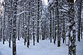 Abies balsamea vinter høj skov