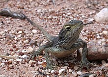 An Abrolhos dwarf bearded dragon (Pogona minor minima) on West Wallabi Island