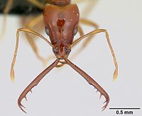 Acanthognathus teledectus casent0039799 bosh 1.jpg