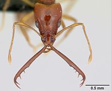 Acanthognathus teledectus mandibles Acanthognathus teledectus casent0039799 head 1.jpg