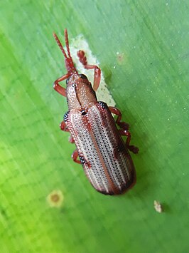 Acentroptera norrisii