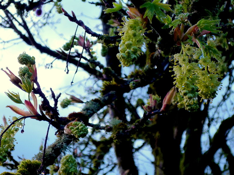 File:Acer macrophyllum flowers Olympia WA.jpg