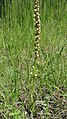 Orchis anthropophora Germany - Efringen-Kirchen, NSG Totengrien