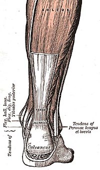 Achilles-tendon.jpg