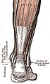 Ахілів сухожилок (лат. tendo calcaneus). Виляд ззаду.