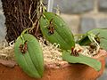 Acianthera micrantha