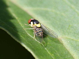 Acletoxenus formosus