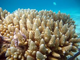 Acropora gemmifera