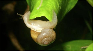 <i>Acusta ravida</i> Species of air-breathing land snail