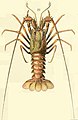 Adolphe Millot crustaces-fig20-Lobster.jpg