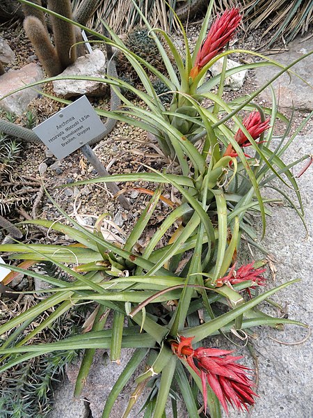 File:Aechmea recurvata - Palmengarten Frankfurt - DSC01759.JPG