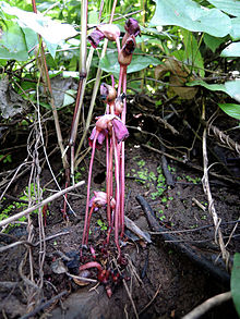Aeginetia indiaca - Лесной Призрачный Цветок.JPG