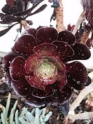 Aeonium arboreum 'Zwartkop'