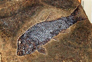 Aetheodontus Extinct genus of fishes