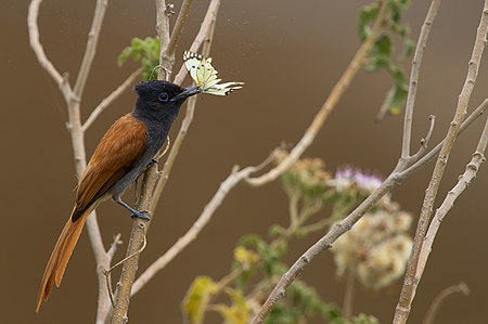 African Paradise Flycatcher.jpg