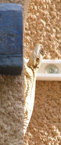 File:Agama Lizard on Wall1.jpg